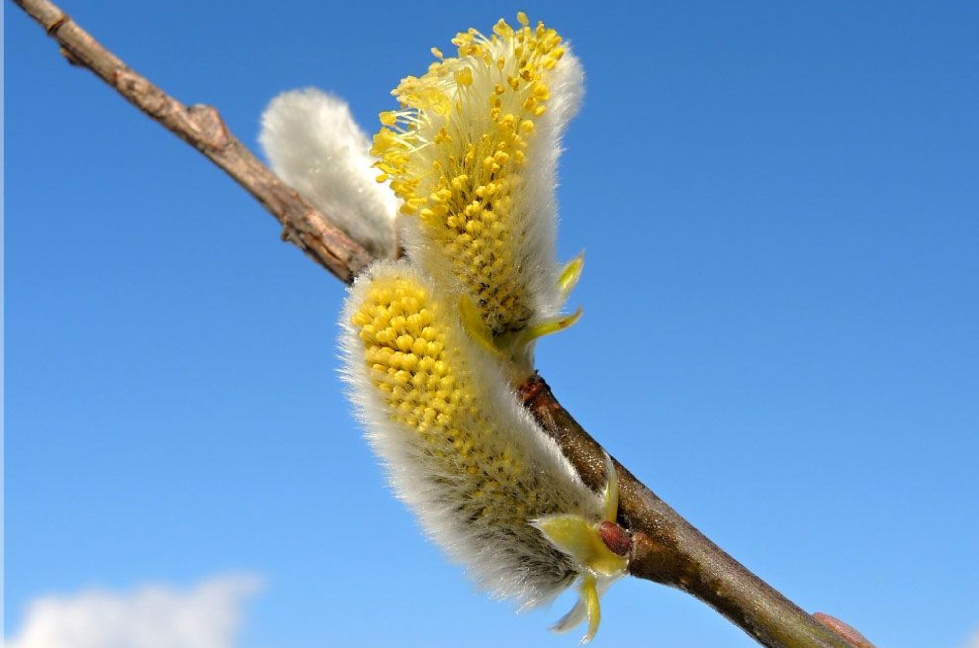 Frühlingsblumen, Bilder