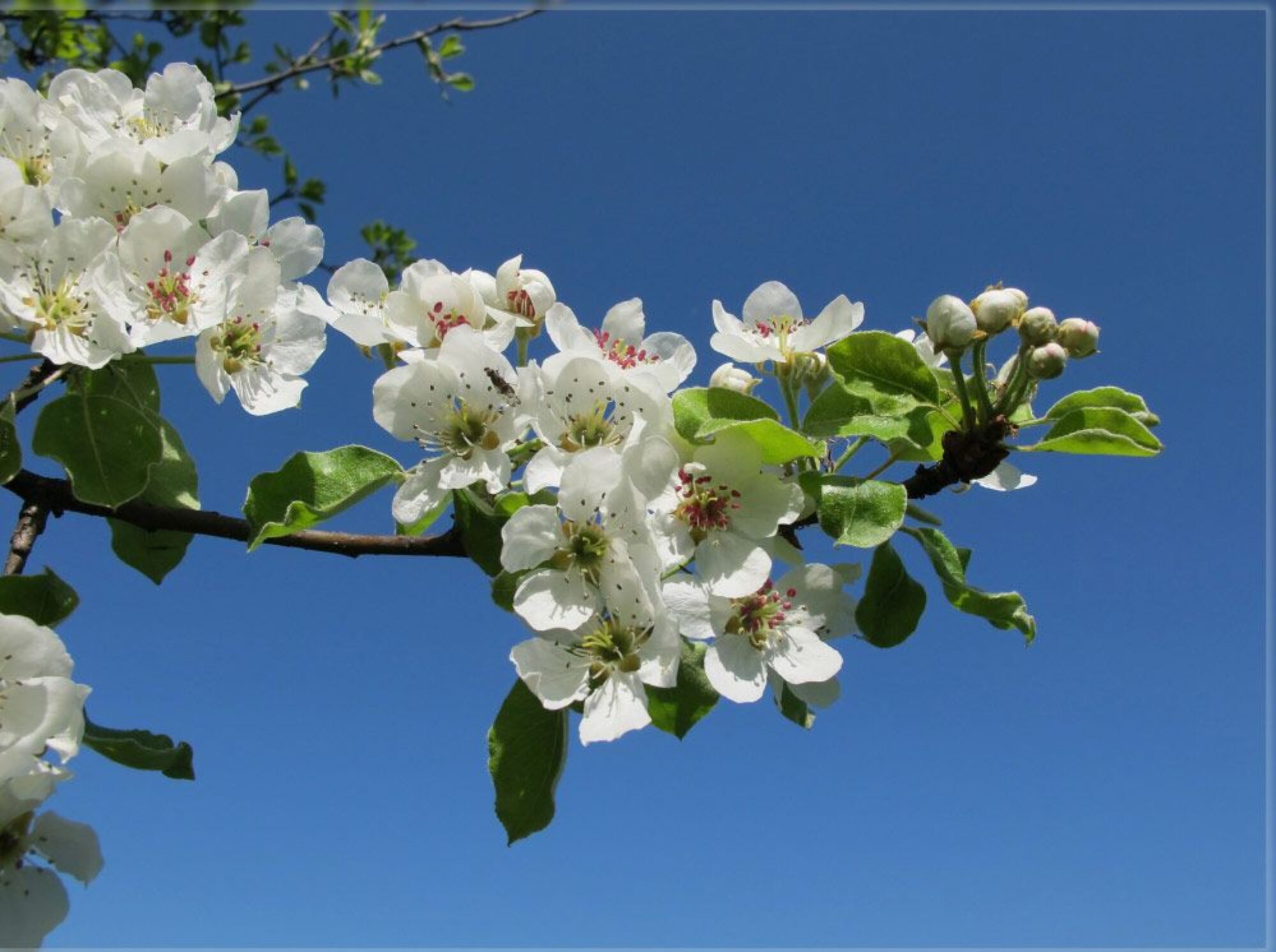 Frühlingsblumen, Bilder